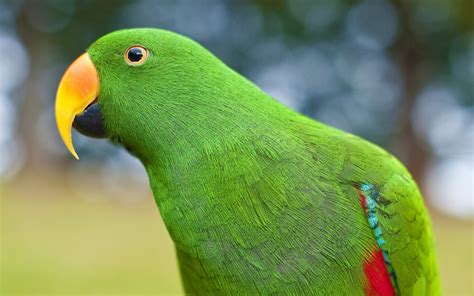 green parrot    animals photography miriadnacom