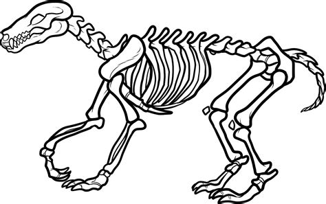 images  printable skeleton worksheets skull axial skeleton