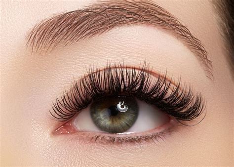 brows lashes   find brows lashes  booksycom