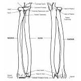 Ulna Radius Bony Features Coloring Body Human Forearm System Category Pelvis sketch template