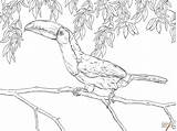 Toucan Coloring Pages Realistic Keel Billed Printable Drawing Color Dot Drawings Paper sketch template