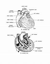 Anatomy Physiology Coloring Pages Heart Human Printable Figure Basic Clipart Getcolorings Comments Coloringhome Color Popular Library Getdrawings Template Last sketch template