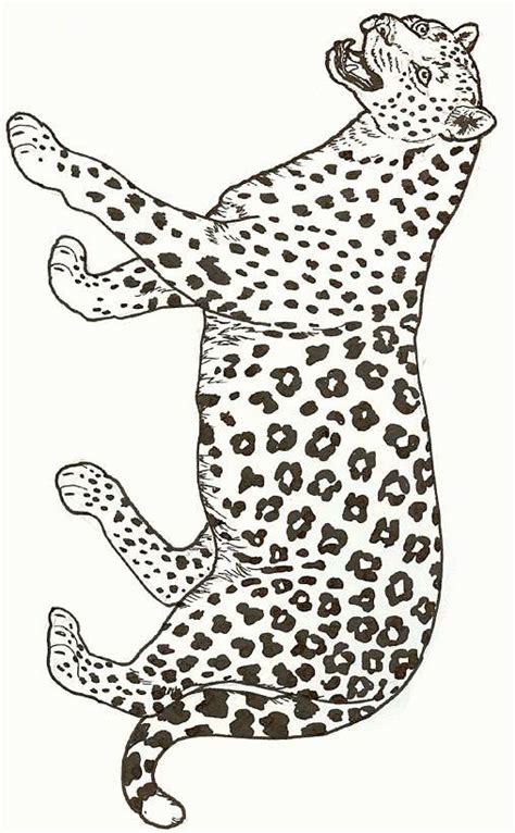 cheetah coloring pages coloringpagescom