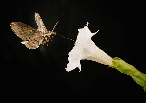 uw study urban fumes  pollinating moths  fly  stumbling