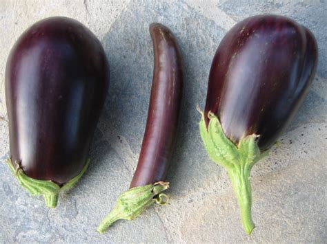 aubergine rund und lang  sorten mediterrane kueche