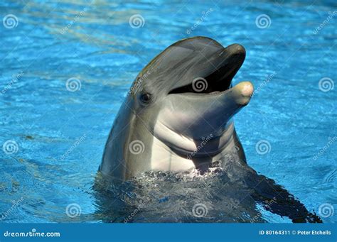 bottlenose dolphin head stock image image  wild truncatus