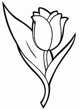 Imprimir Coloriage Fleur Flori Dessin Lalele Suaveolens Tulipa Colorat Imprimer Desene Raskraska Tulipe sketch template