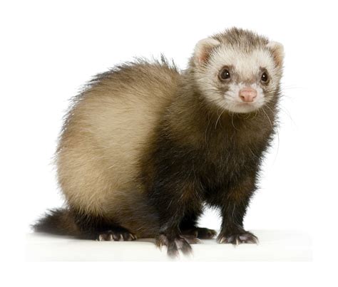 adopting  ferret ontario spca  humane society