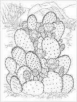 Kaktus Cactus Coloring Prickly Kolorowanka Druku Flowering Wydrukuj Malowankę Drukowania Drukowanka sketch template