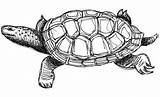 Turtle Back Drawing Terrapin Diamond Board sketch template