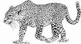 Leopard Leopardo Colorear Ausmalbild Leopardos Pantera Kolorowanka Kolorowanki Guepardo Disegno Ausmalen Gepard Lampart Leopardi Leopards Cammino Leoparden Druku Kategorii Imagui sketch template