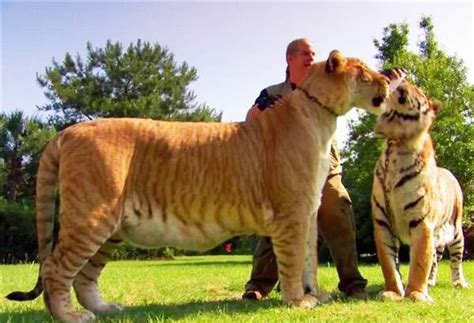 Sinbad The Liger With A Fellow Tiger Might Be His Mom Liger