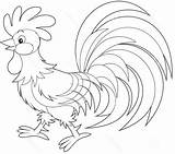 Ayam Mewarnai Jantan Unik Animals Yang sketch template