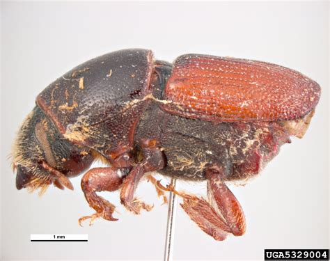 bark beetle scolytus sulcifrons