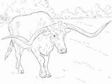 Coloring Longhorn Texas Pages Realistic Longhorns Cow Bull Angus Bucking Drawing Printable Animal Sheet Supercoloring Color Colouring Adult Line Print sketch template