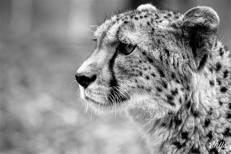 cheetah beekse bergen netherlands marion thijs flickr