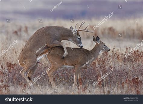 whitetail deer buck and doe breeding having sex mating during the november rut which is during