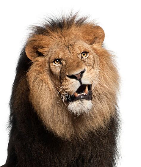 royalty  lion face pictures images  stock  istock