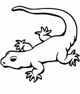 Gecko Lagarto Lizard Brilliant Wuming Lagartos Albanysinsanity Sponsored sketch template