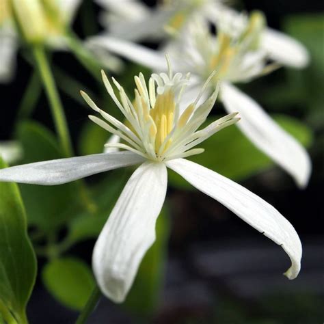 Clematis Paniculata Easy To Grow Bulbs Clematis Paniculata