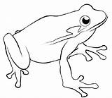 Outline Frogs Azcoloring Drawing sketch template