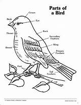 Parts Bird Worksheet Birds Body Worksheets Preschool Kids Science Labeling Vocabulary Label Animals Printable Printables Coloring Elementary English Animal Part sketch template