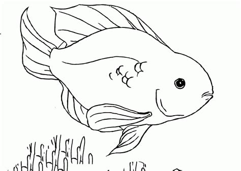 parrot fish coloring pages clip art library