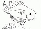 Fish Coloring Pages Parrot Tropical Beautiful Drawing Jumping Realistic Blood Slim 3d Getdrawings Printable Dog Getcolorings Library Toddlercon Clip Mix sketch template