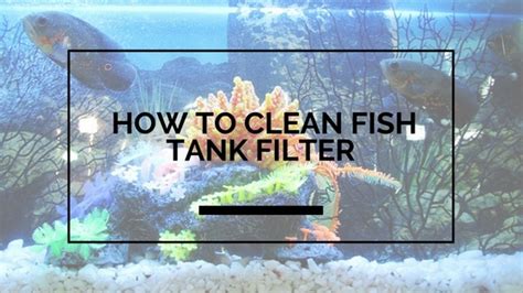 clean fish tank filter chooserly