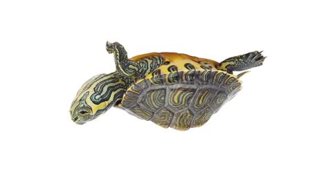 turtles flip       turtle hub