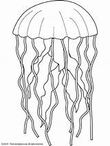 Jellyfish Coloring Pages Color Fish Drawing Animals Kids Simple Realistic Printable Line Print Animal Animalstown Colouring Getdrawings Sea Drawings Girls sketch template