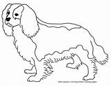 Coloring Charles King Cavalier Spaniel Pages Dog Colouring Breed Sketch Sheet Visit Sketchite sketch template