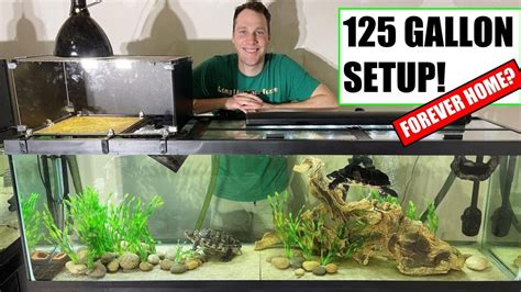 gallon turtle tank setup  sand  home size youtube