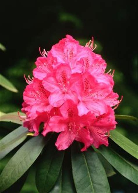 difference  rhododendron azalea home guides