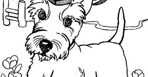 scottish terrier coloring page fun stuff   pinterest scottish