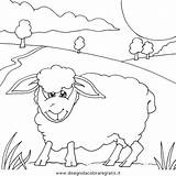 Colorare Sheep Schafe Pecore Disegni Coloring Pecora Gregge sketch template