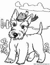 Terrier Scottish Colouring Escoces Scottie Cachorrinhos Cappello Scotty Ausmalbild Colorear Westie Angus Hund Tagliata Duna Stampata Dacolorare sketch template