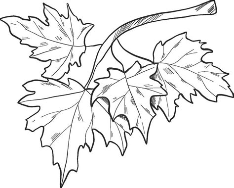 tree branch coloring pages printable
