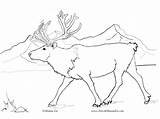 Caribou Kudu sketch template