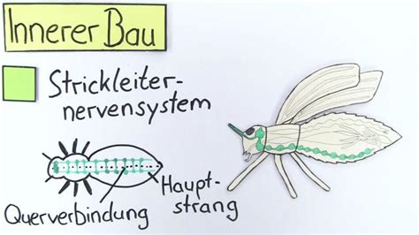 bau der insekten biologie  lernen