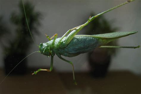 grasshoppers  vegas  swarm disrupting weather radar tourism