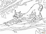 Lynx Coloring Pages Canada Stretching Supercoloring Drawings Designlooter Printable Cat 1200px 04kb 1600 Categories Comments sketch template