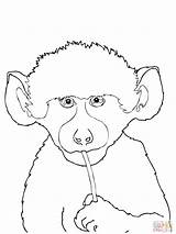 Coloring Pages Baboon Supercoloring Animals Coloringtop 2000px 27kb 1500 sketch template