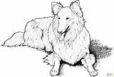 Collie Lassie Vizsla Colley Sheepdog Shetland Cani Stampare Chien Husky sketch template