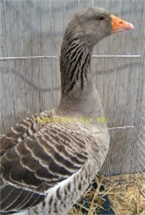 alsatian goose poultry breeds encyclopedia