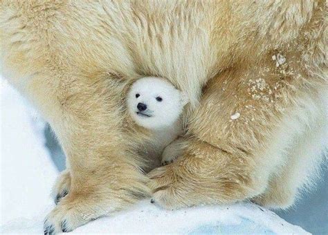 pin em baby polar bears