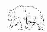 Bear Drawing Draw Bears Line Brown Outline Drawings Grizzly Face Pencil Eyes Clipart Spirit Sketch Chicago Teddy Sketches Getdrawings Info sketch template