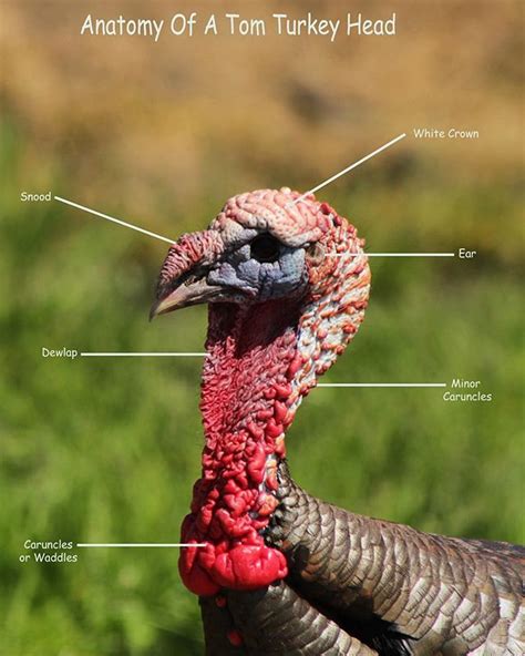 male turkey anatomy
