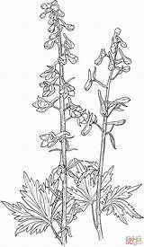 Delphinium Larkspur Coloring Tall Elongatum Flower Flowers Pages Drawing Prairie Drawings Delphiniums Sketches Supercoloring Printable Sketch Carmin Designs Little House sketch template