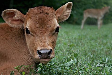 jersey bull calf stock photo image  farming taurus